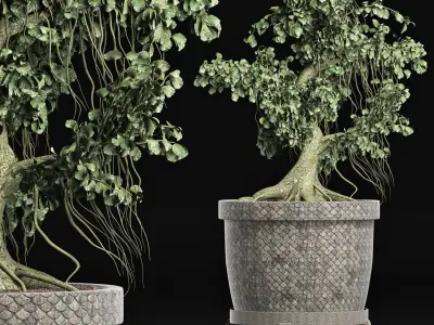 Plants Collection 172 Sageretia Theezans Mini Bonsai 3D model