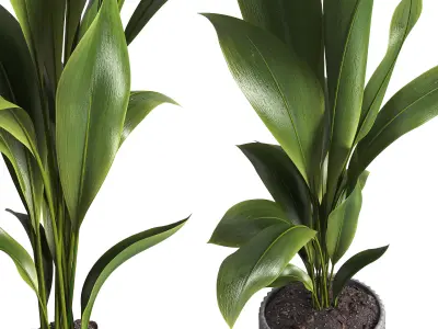 Indoor Plant 026 3D model