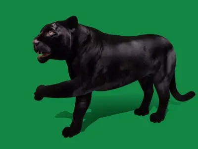 Black Jaguar Low-poly 3D model