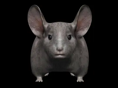 Chinchilla mouse Low-poly 3D model