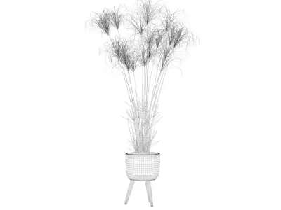 Cyperus Nofretete 01 3D model