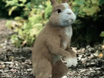 Young Rabbit  with hair 3D model
