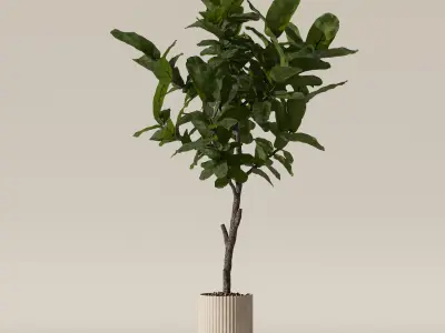 Big ficus lyrata in modern flower pot 3D model