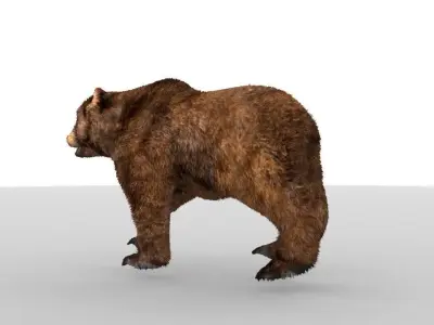 Middle-poly model Bear 3D model