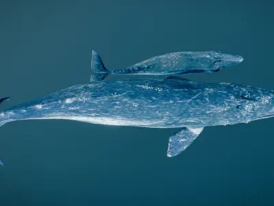 Gray Whale 3D model