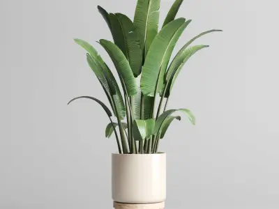 Indoor vase wood pot tree plant ravenala ficus rubbery lyrata 3D model