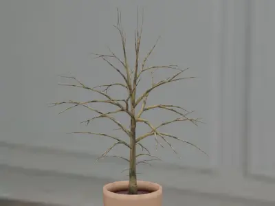 Potted Plant 2 Free 3D model