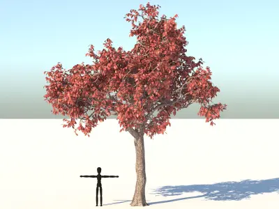 Acer Tree 3D model