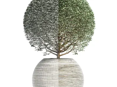 Plants Collection 174 Ligustrum Lucidum 3D model