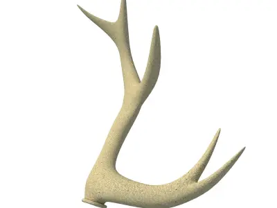 3D Deer Antler 3D model