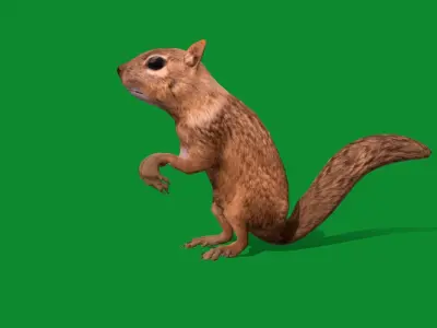 Juvenile California Ground Squirrel Low-poly 3D model
