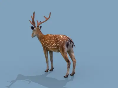 Pro Deer 8K - 3d animated 3D model