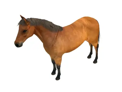 Brown Horse 3D model