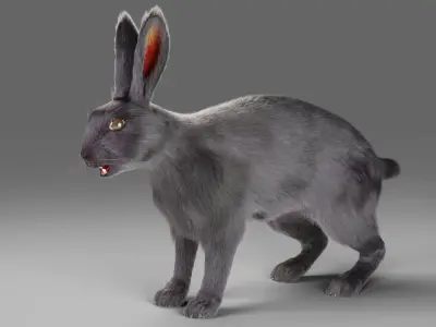 Fur Rabbit Gray V02 NO Rigged Low-poly 3D model