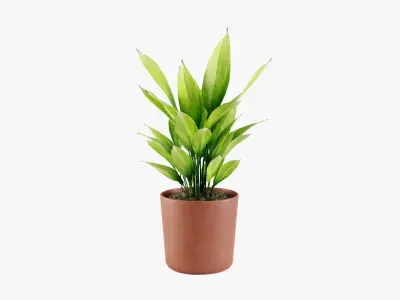 Aspidistra plant Low-poly 3D model