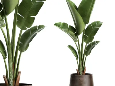 Banana palm in a rust pot for the interior 947 3D model