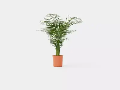 Dypsis lutescens Low-poly 3D model