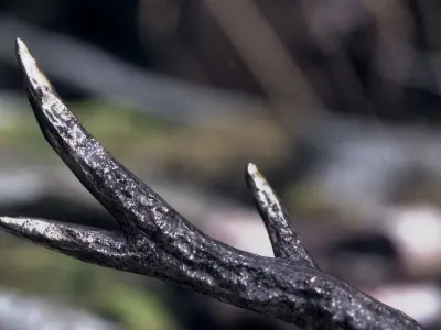 feline demon skull 3D model