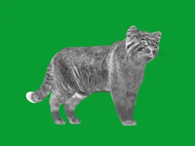 Pallas Manul Cat Breed Low-poly 3D model