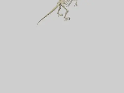 Postosuchus Skeleton model Low-poly 3D model