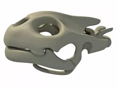 Tortoise  Skull Head 3D model