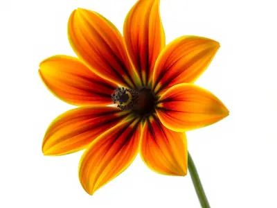 Vibrant Orange Flower Model Pack for D Rendering Low-poly 3D model