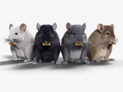 Chinchilla Rigged VFX Grace 3D model