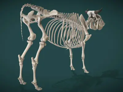 Cow Skeleton Low-poly 3D model