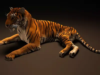 Tiger rig model with muscle simulation and xgen grooming Low-poly 3D model