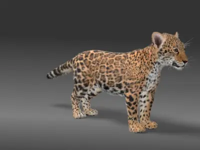 Jaguar Baby - Panthera Onca Animated 3D model