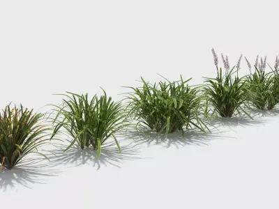 Liriope grass plant 3D model