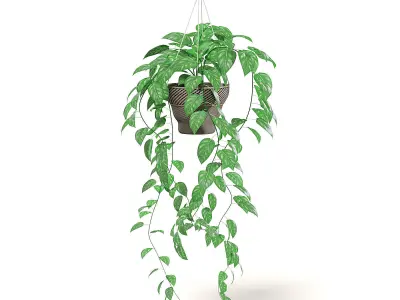 Hanging Plant 3D Model 3D model