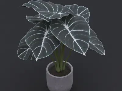 Alocasia Black Velvet I 3D model
