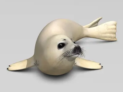 Harp Seal - Pup 3D model
