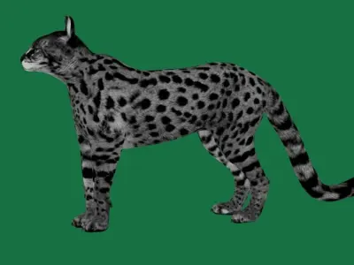Savannah Cat Low-poly 3D model