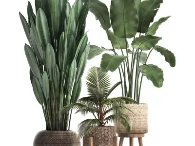 Collection Plants Banana palm Strelitzia coconut palm 400 3D model