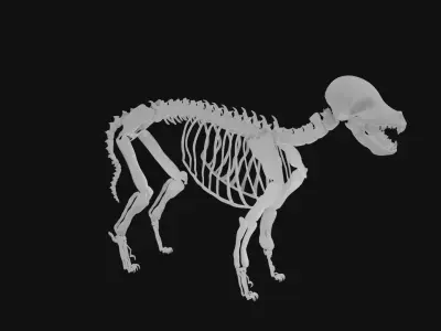 Puppy skeleton 3D model