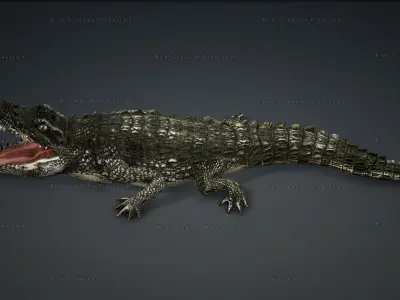 CROCODILE RIGGED ANIMATED 7 3D model