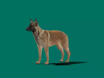 Belgian Malinois Low poly 3D model