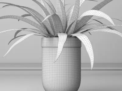indoor and outdoor spider plant 3D model