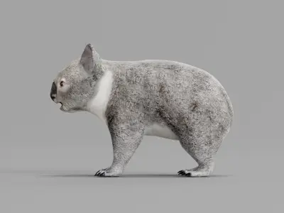 Koala Bear Mammal 3D model