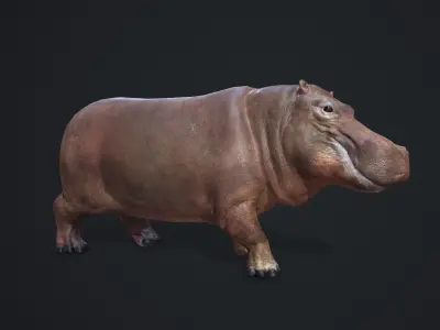 Hippopotamus - Game Ready Low-poly 3D model