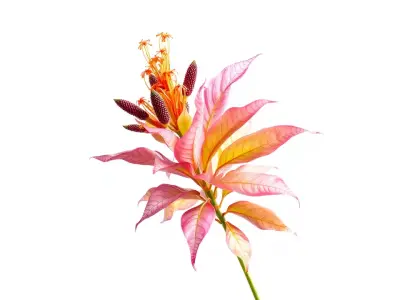 Vibrant Floral Arrangement model pack Low-poly 3D model