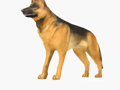 German Shepherd Low-poly 3D model