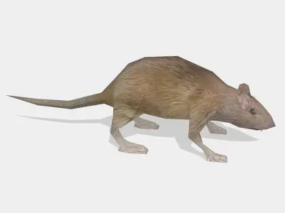 rat animal Low-poly 3D model