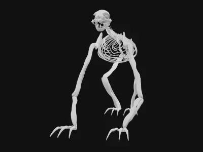 Sloth skeleton 3D model