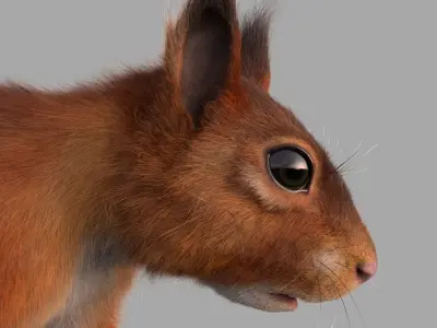 squirrel 3D model