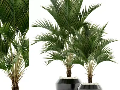 Plants collection 95 3D model