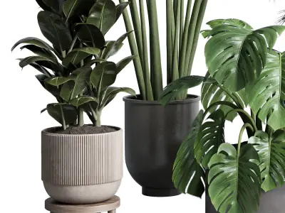 indoor plant ficus rubbery monstera palm concrete dirt vase 3D model