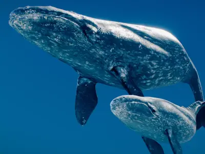 Gray Whale 3D model